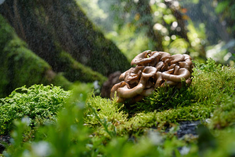 Maitake mushroom growing on the lush, green forest floor