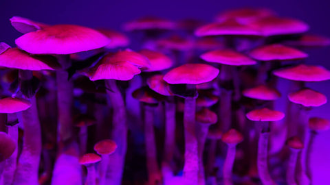 Magic mushrooms growing in purple neon lights, looking very psychedelic