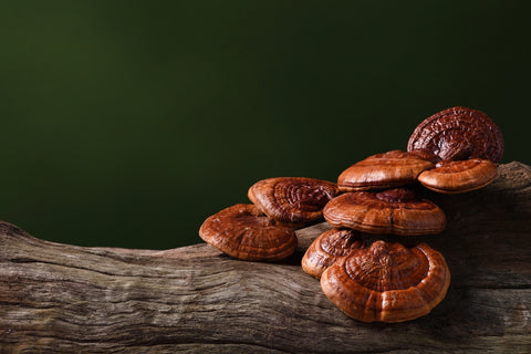 Reishi mushroom on a log with a black background