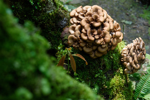 Maitake growing out of a mossy green log