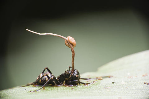 An ant in the wild with cordyceps mushroom bursting out of its head