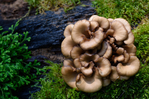 Maitake mushroom spurting out of a mossy log