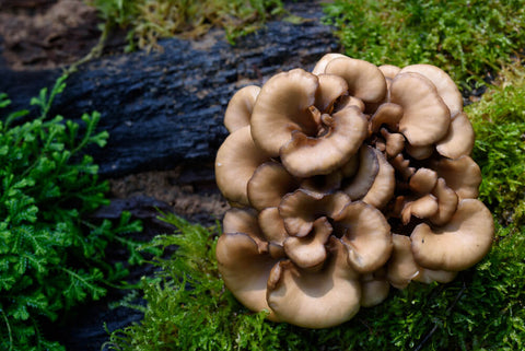 Maitake mushroom on a tree log