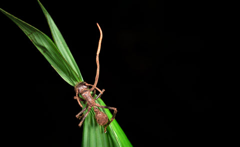 A black background featuring an ant on a bright green leaf. There's a cordyceps mushroom growing from its head.