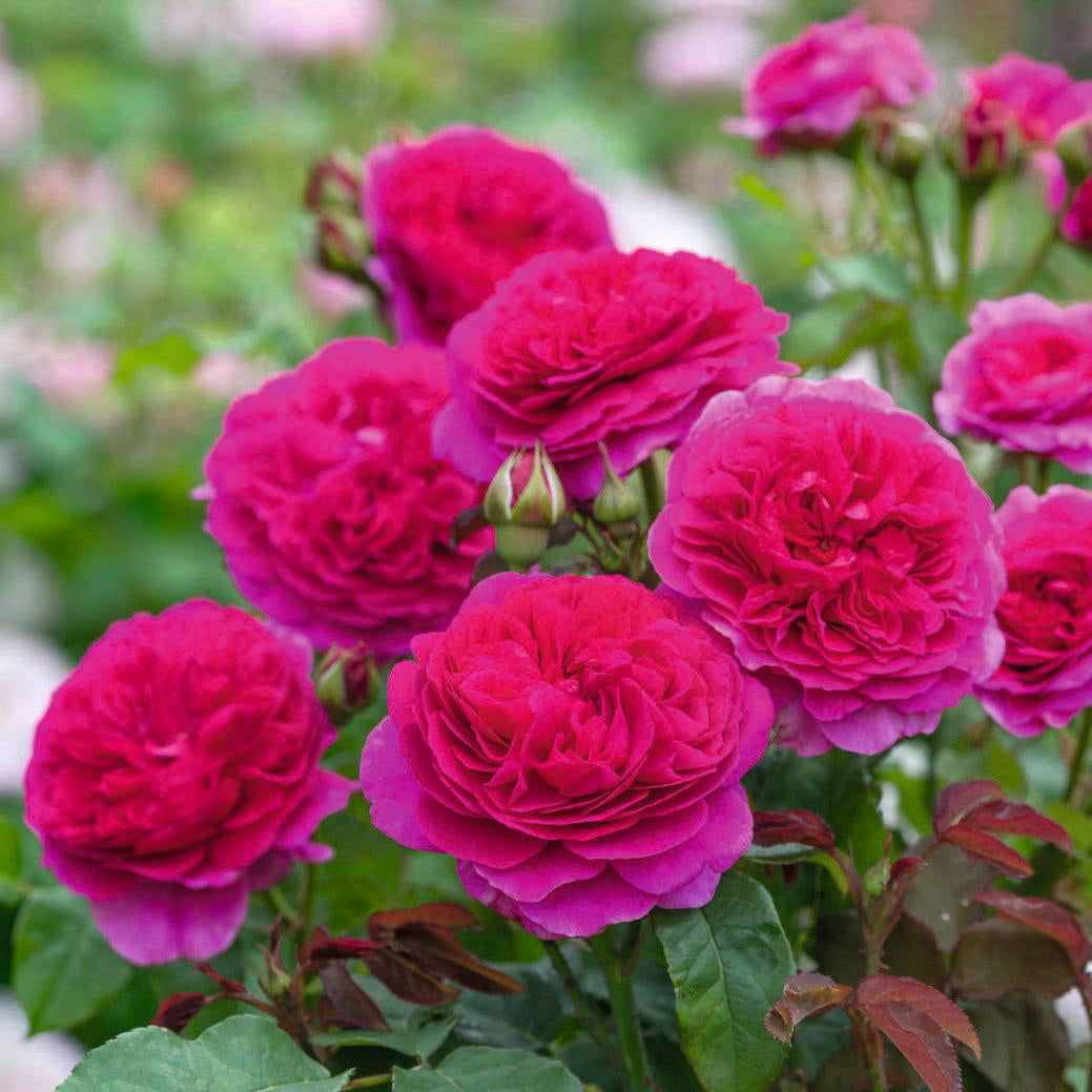 Roses Suitable for Zones 8 to 9 - David Austin Roses