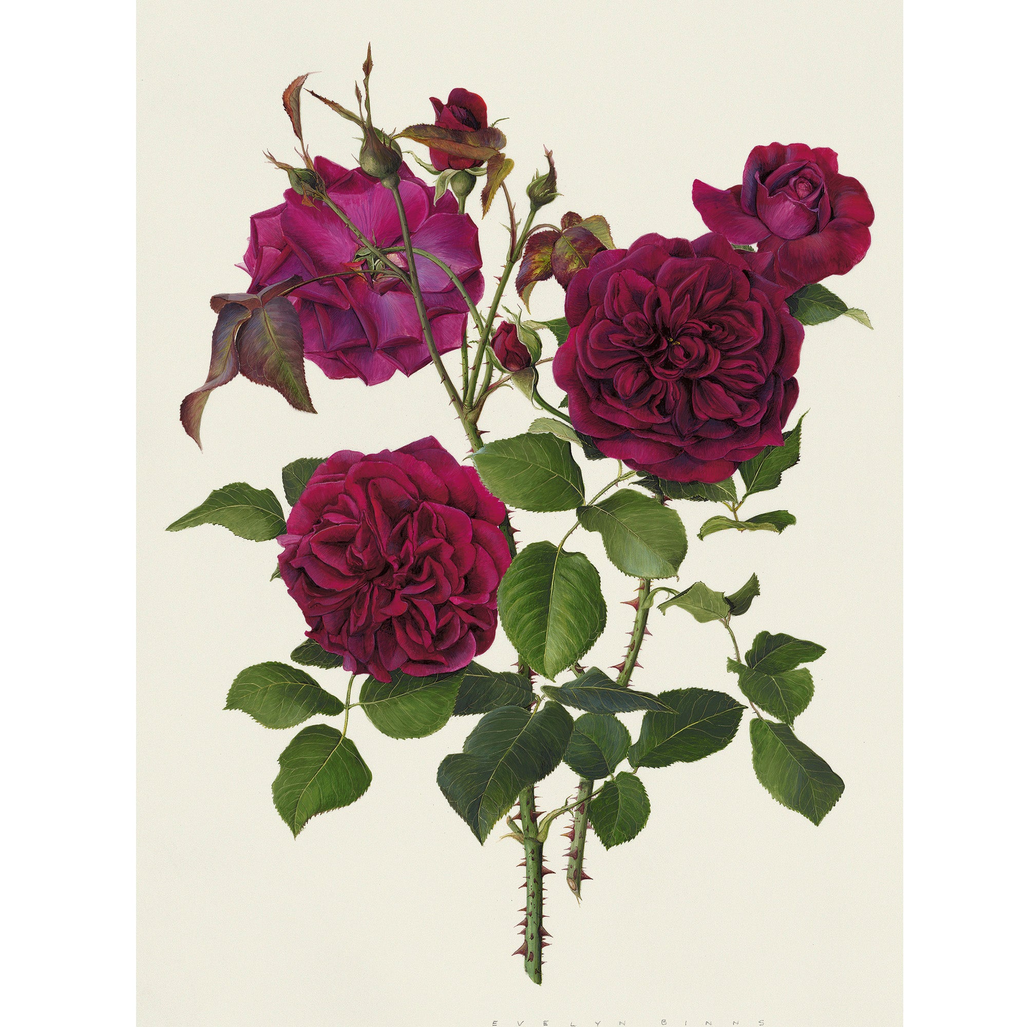Бордовая роза Ботаническая живопись