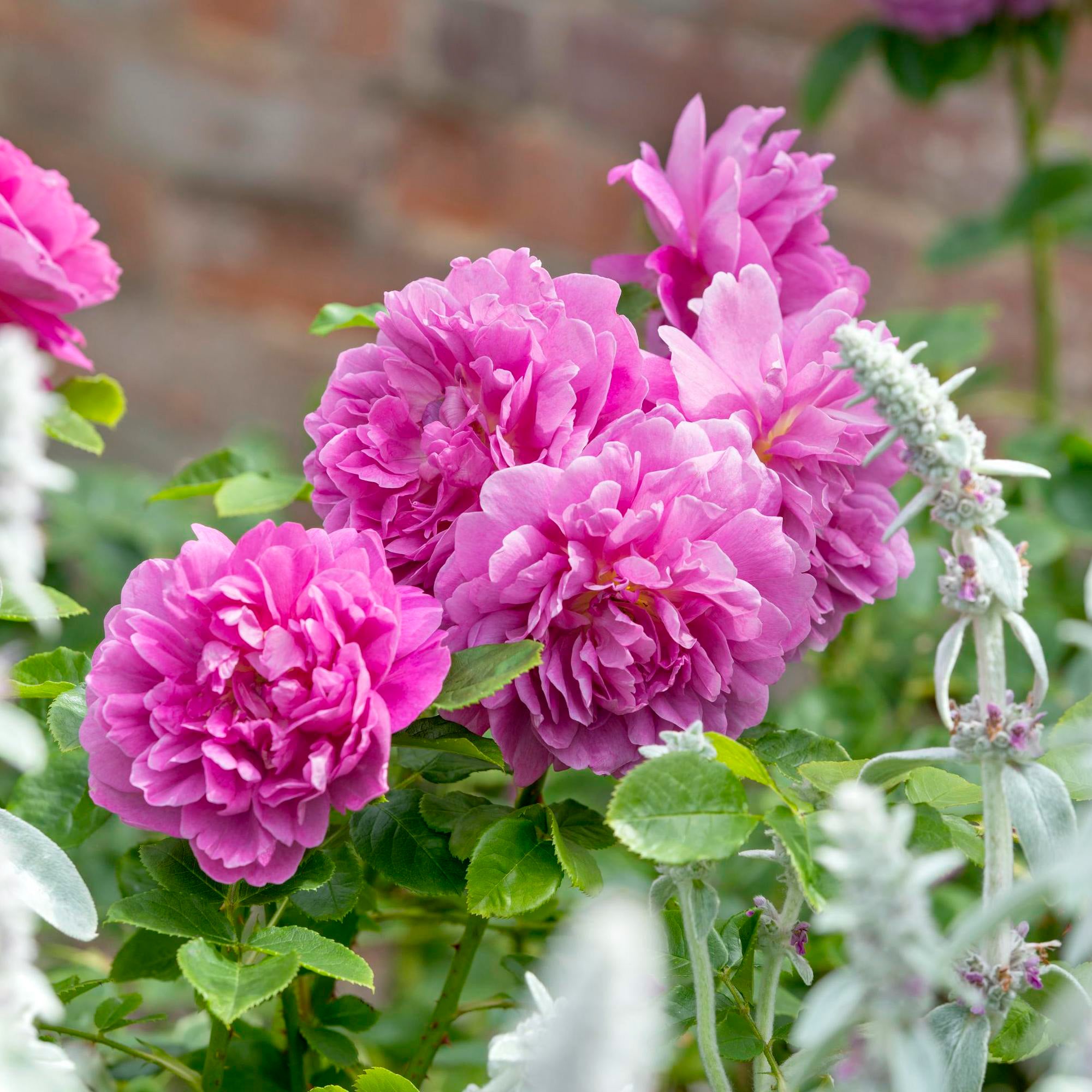 French Lace - 2 Quart Rose Potted Live Plant