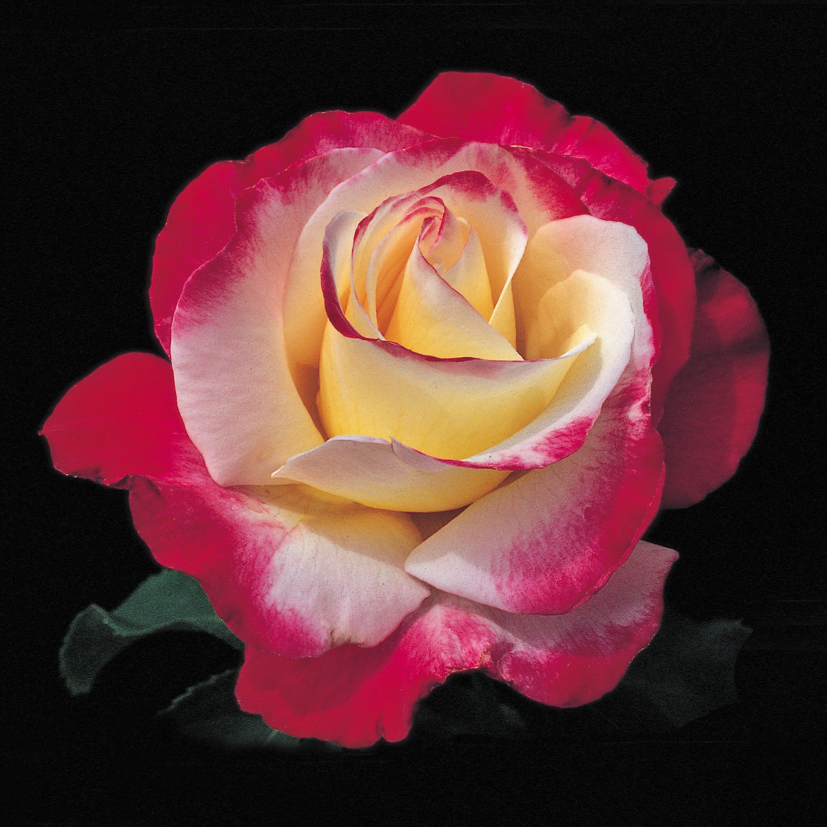 Double Delight Hybrid Tea David Austin Roses