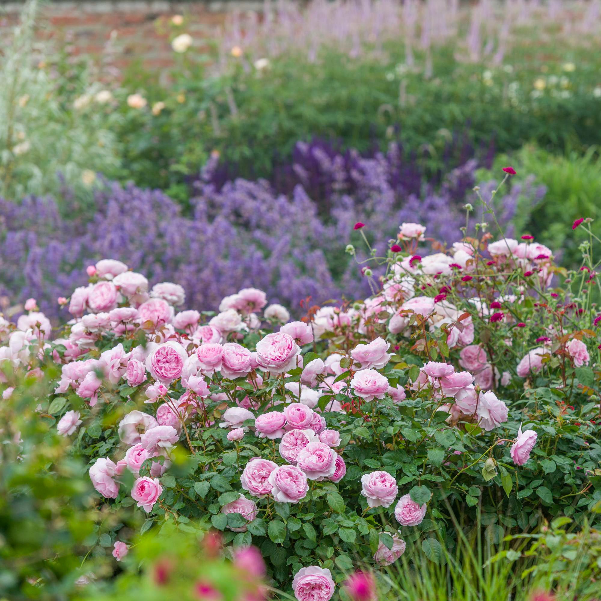 David Austin Roses - Bare root roses, Container roses, English Roses