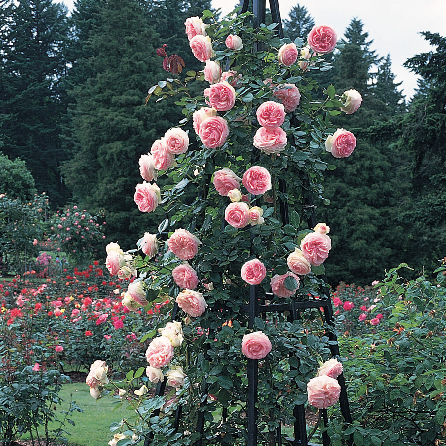 Eden Climber | Climbing Rose | David 