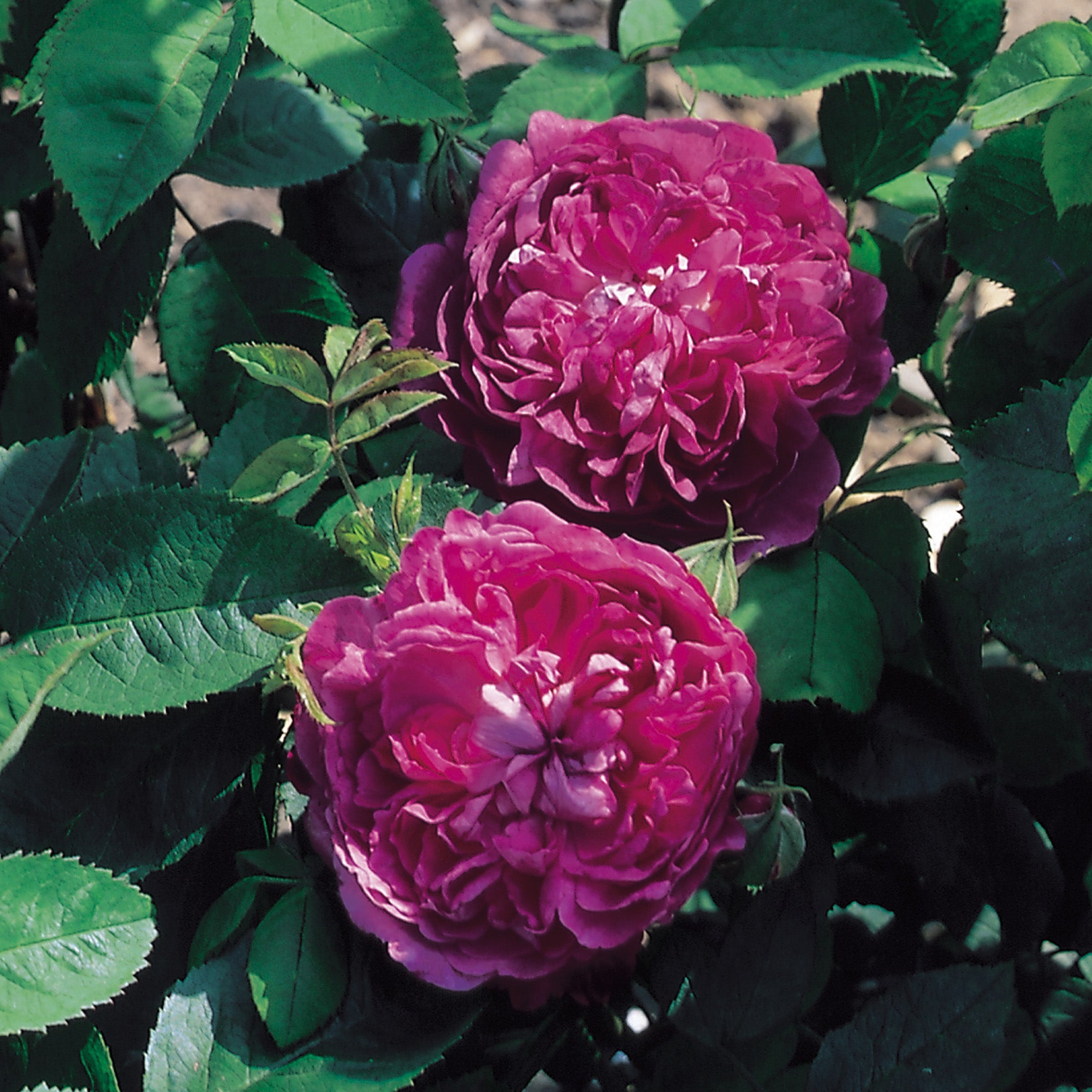 Reine des Violettes | Old Rose | David Austin Roses