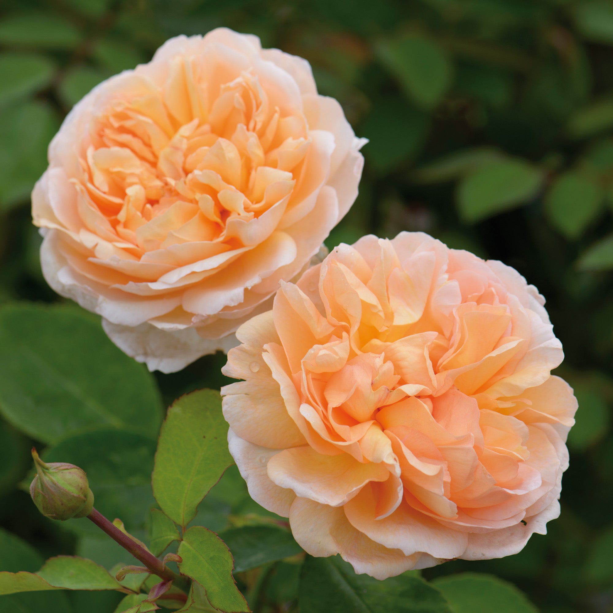 Apricot & Orange Roses - David Austin Roses