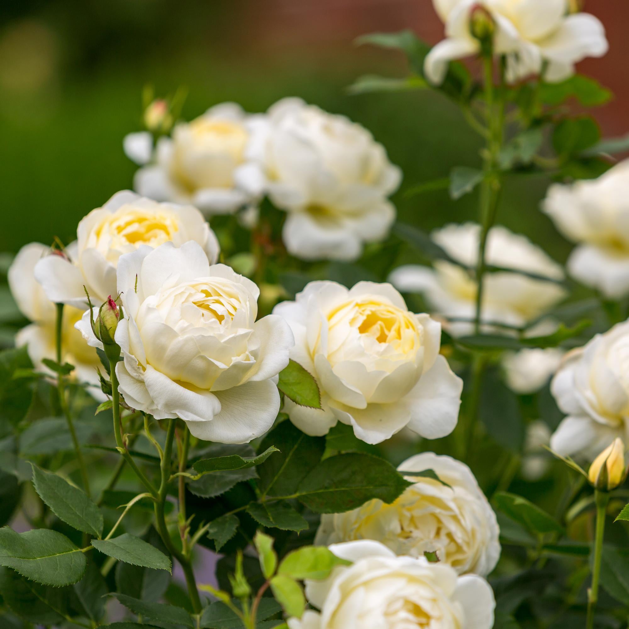 Rose du désert fleurs triples Pot 2 Litres