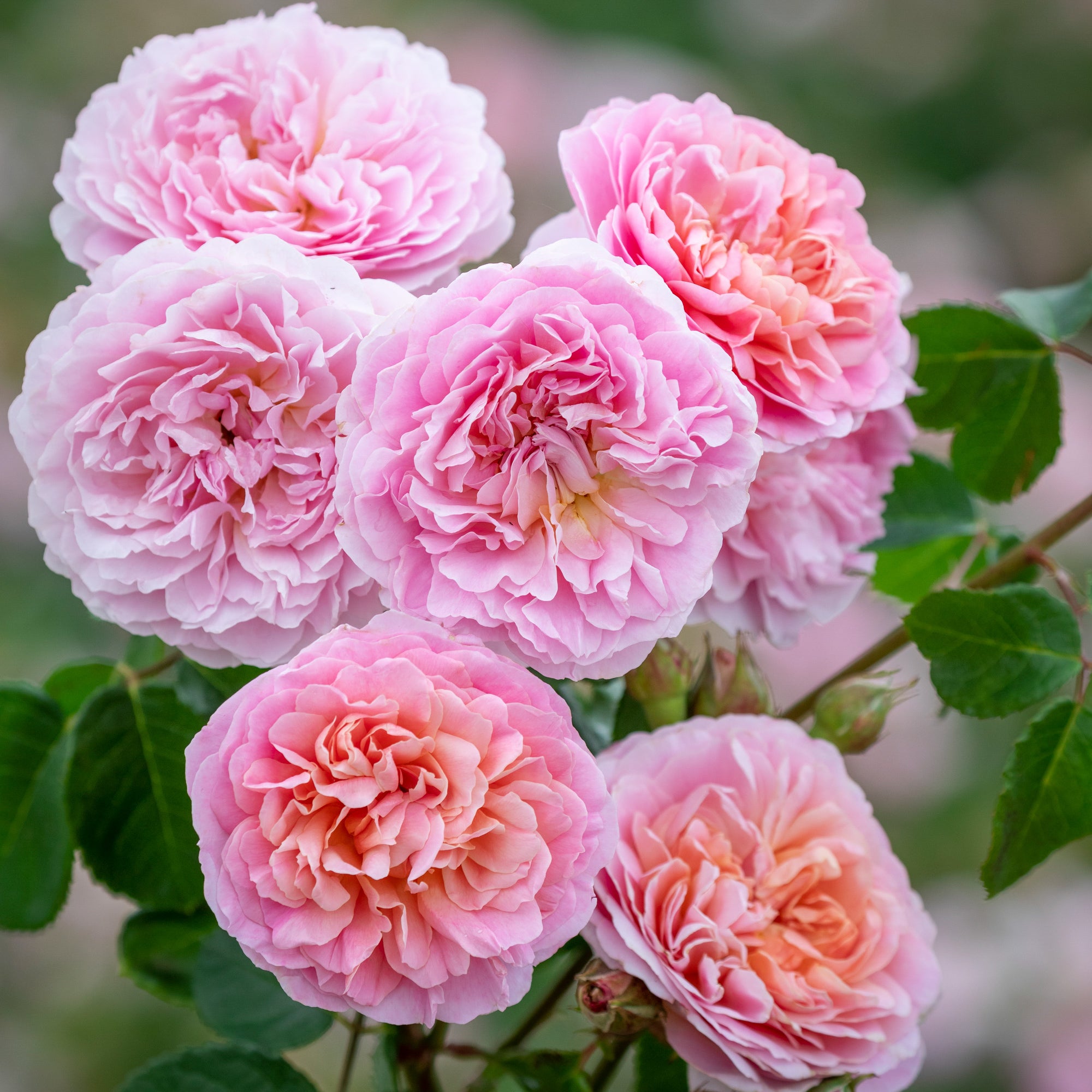 English Rose Shrubs - David Austin Roses