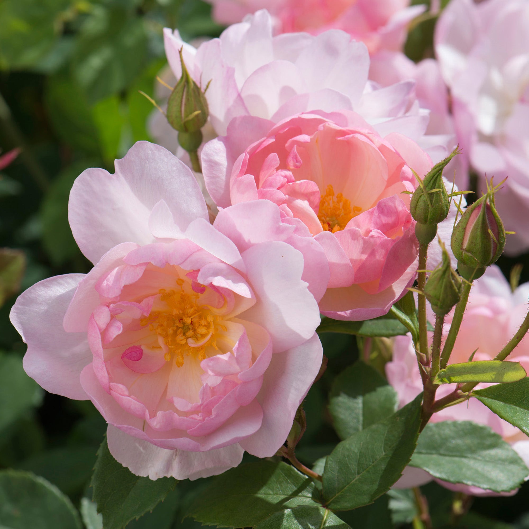 Scarborough Fair English Shrub Rose David Austin Roses