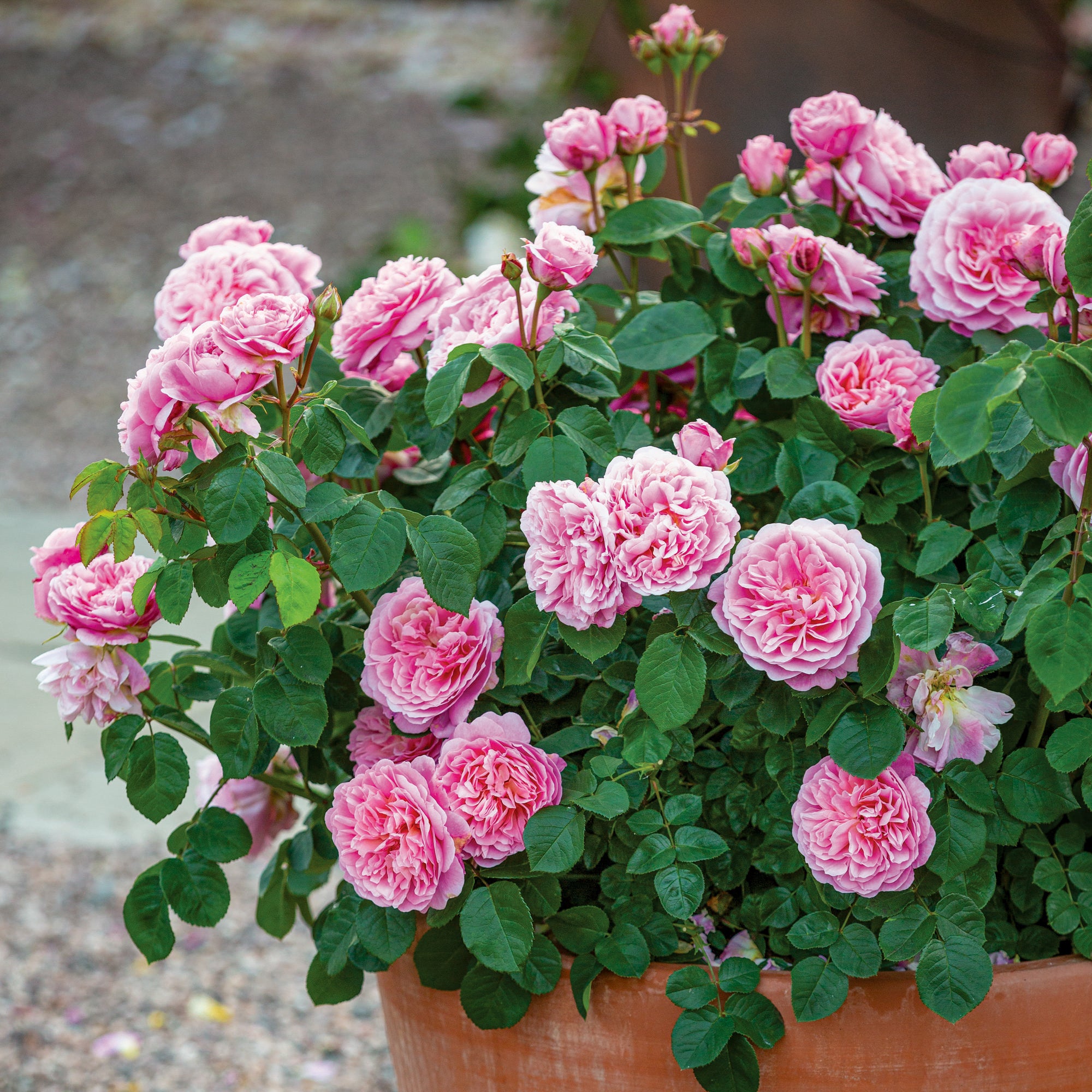 David Austin Roses - Bare root roses, Container roses, English Roses