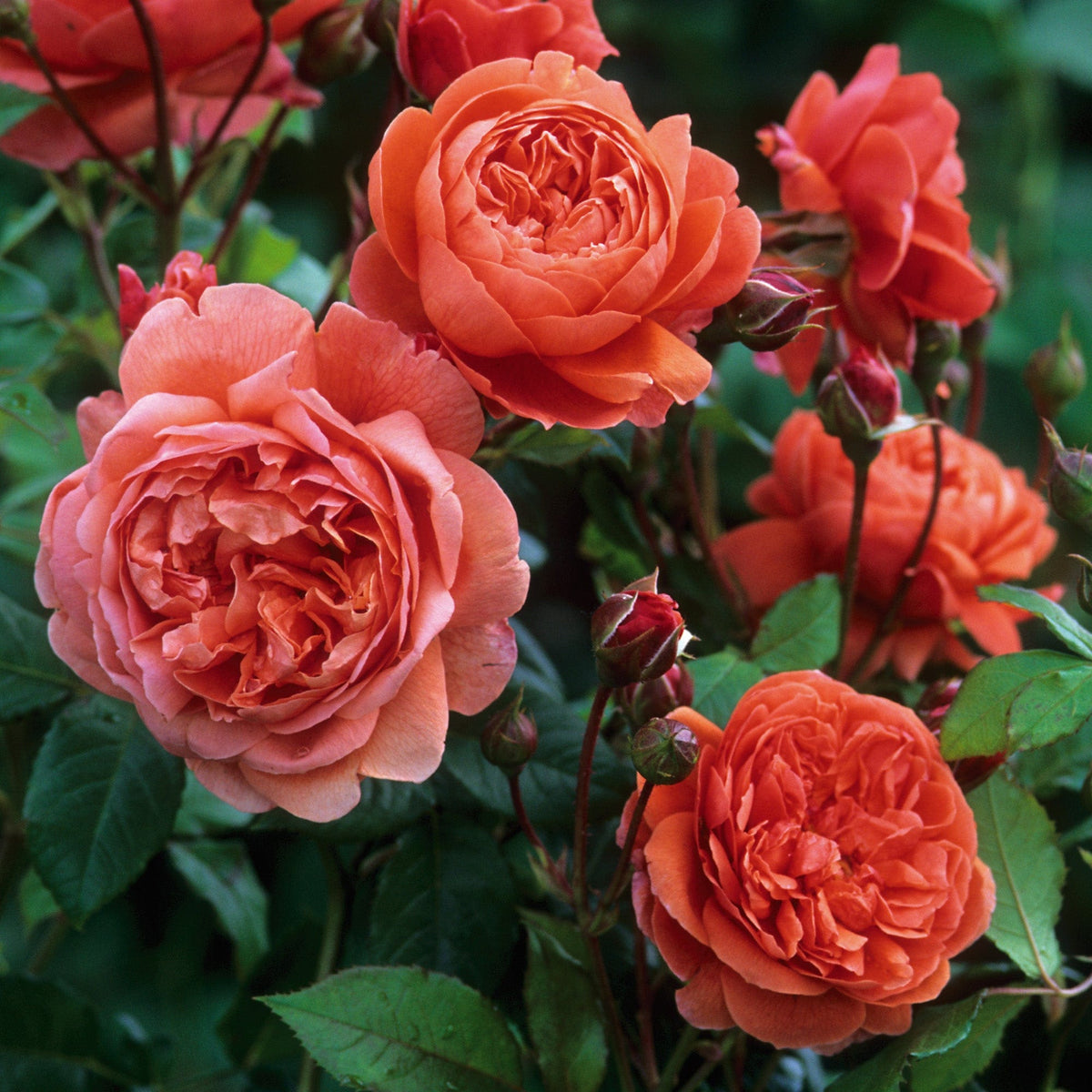 Download Summer Song | English Shrub Rose | David Austin Roses