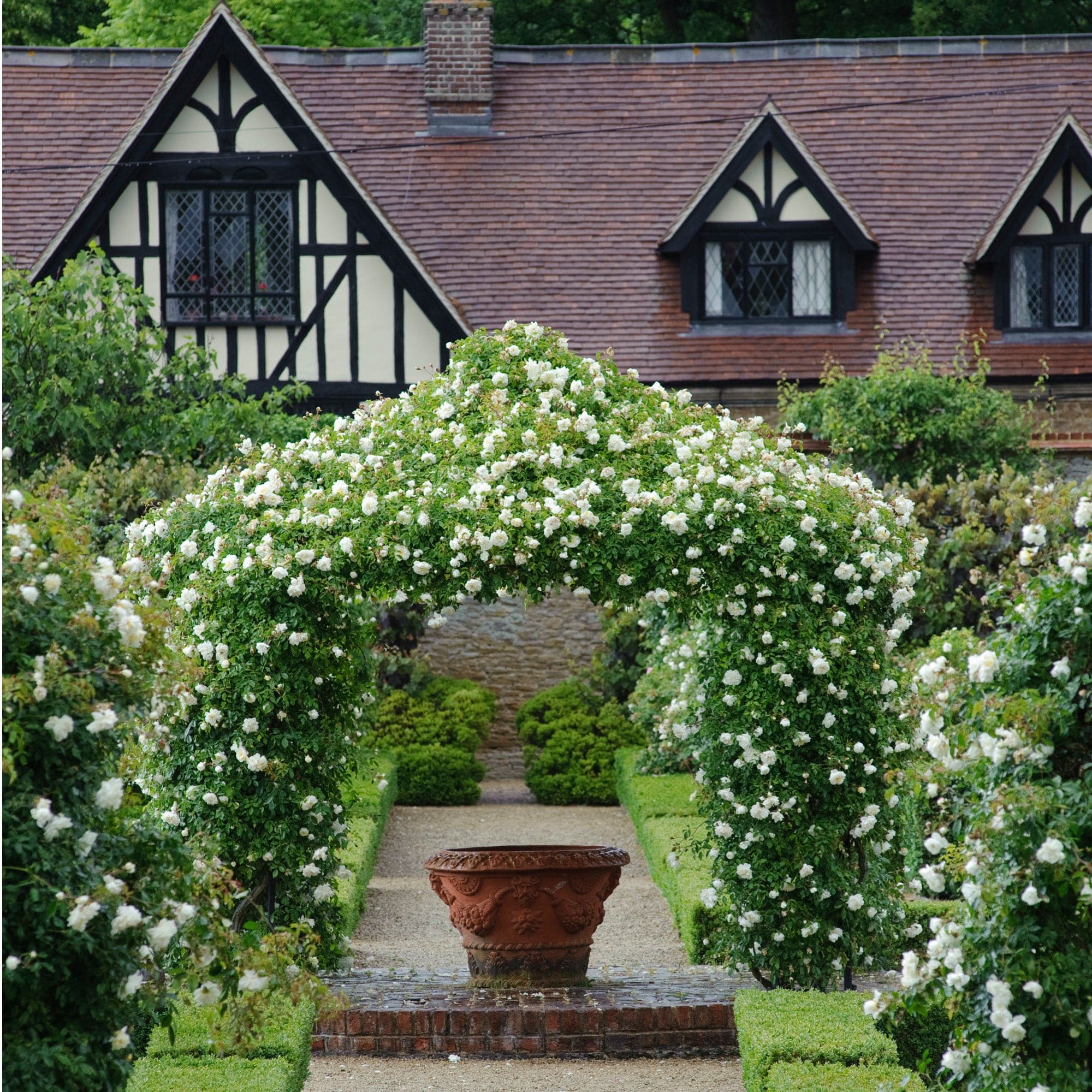 Albéric Barbier | Rambling Rose | David Austin Roses