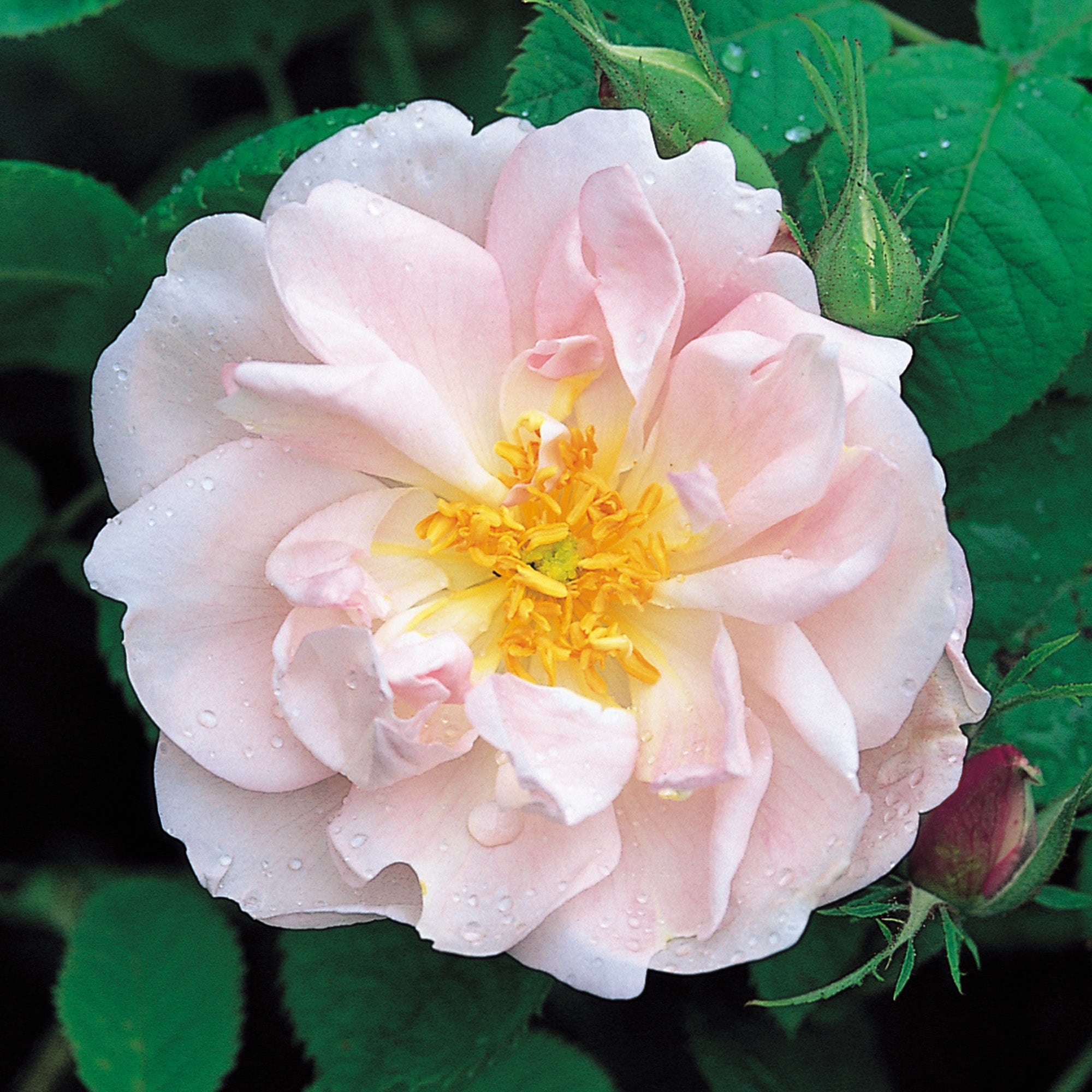 free download lancaster and york roses