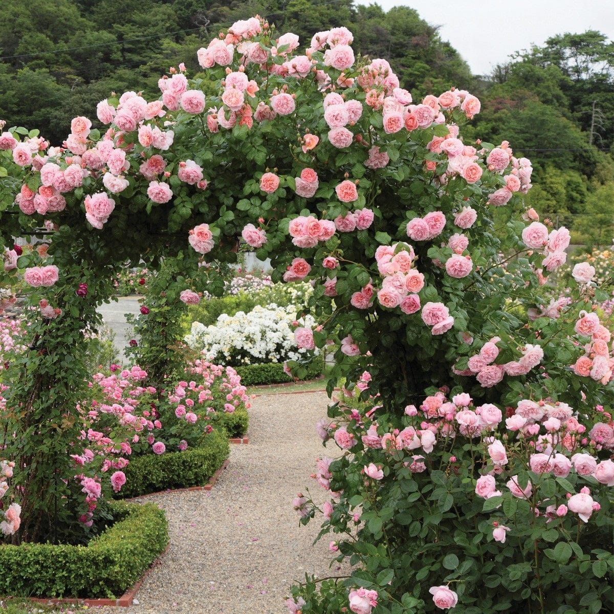 Парковые розы купить саженцы. Английские розы Страуберри Хилл.
