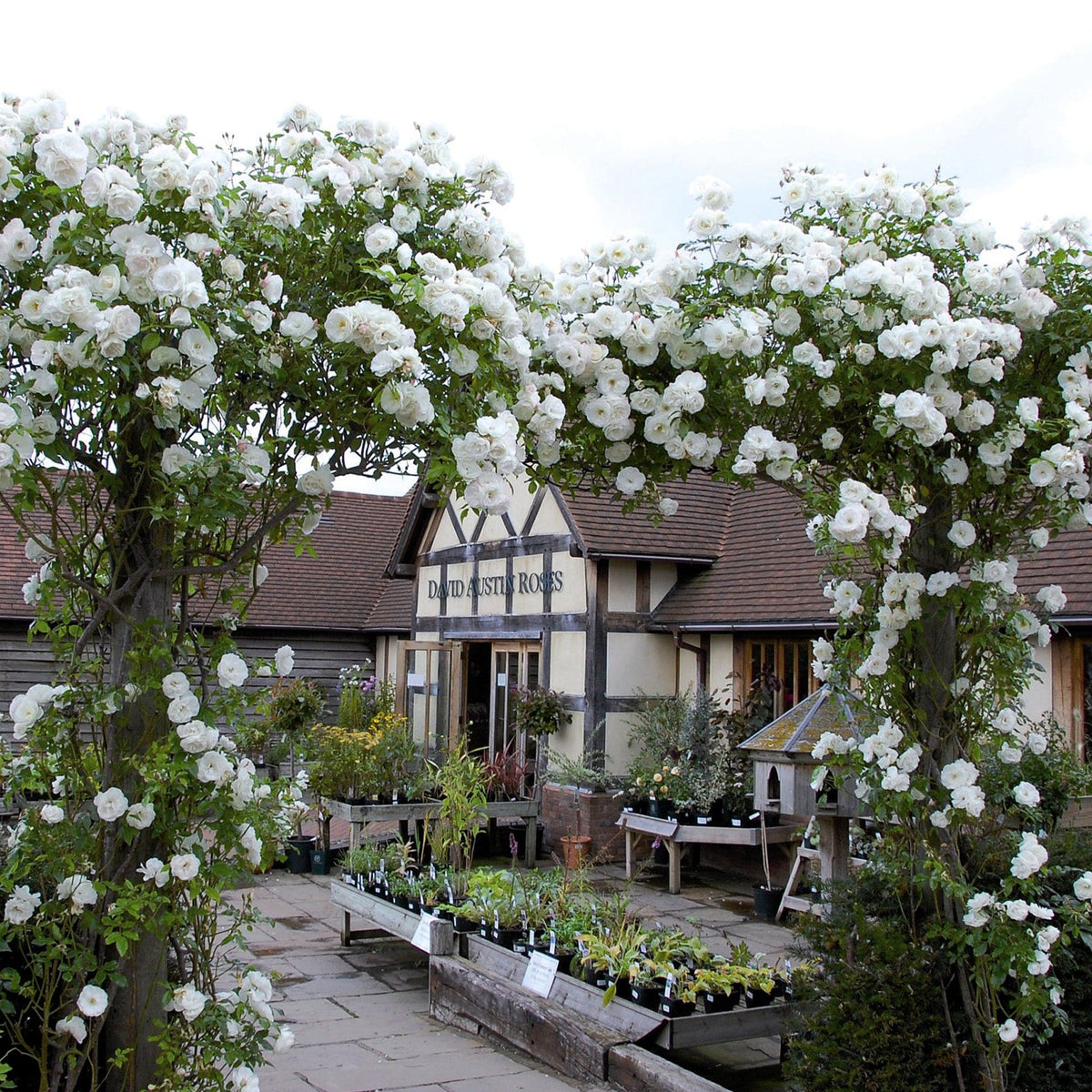 bare root iceberg roses