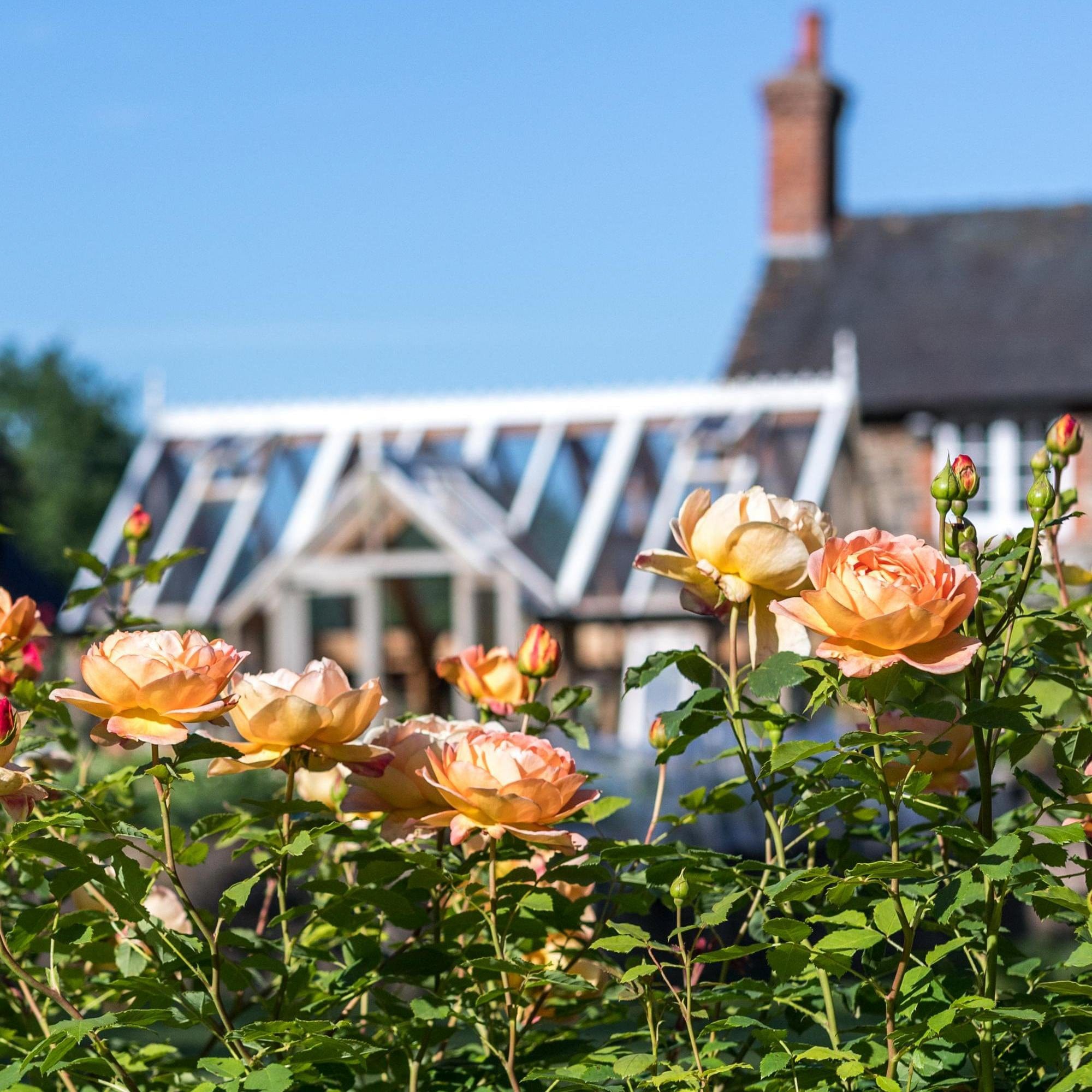 Roses – Tagged shrub – Chelsea Garden Center