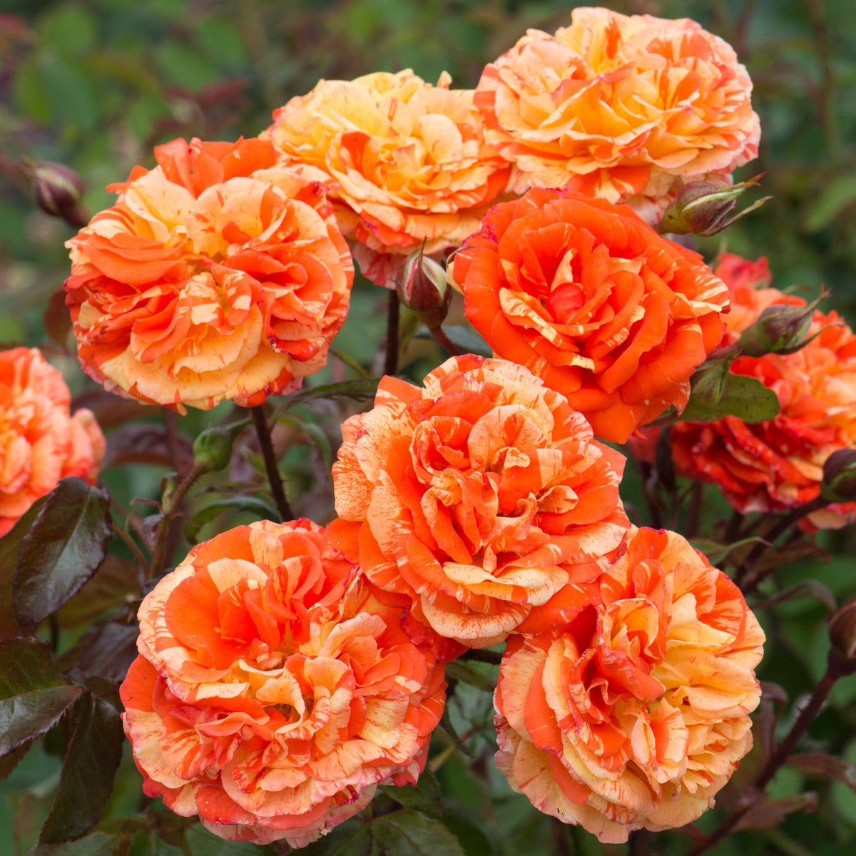 Oranges And Lemons Floribunda David Austin Roses