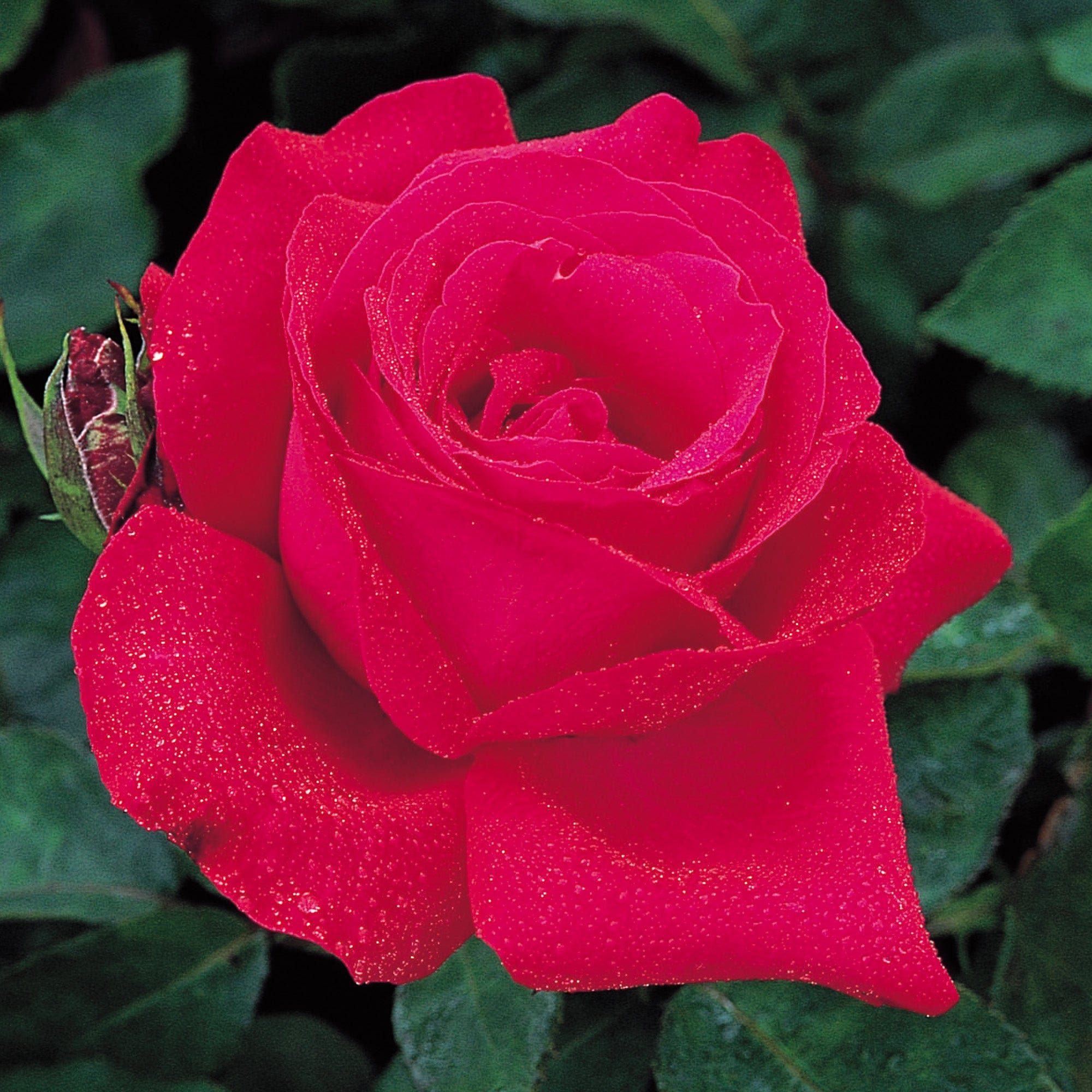 Alec’s Red | Hybrid Tea | David Austin Roses