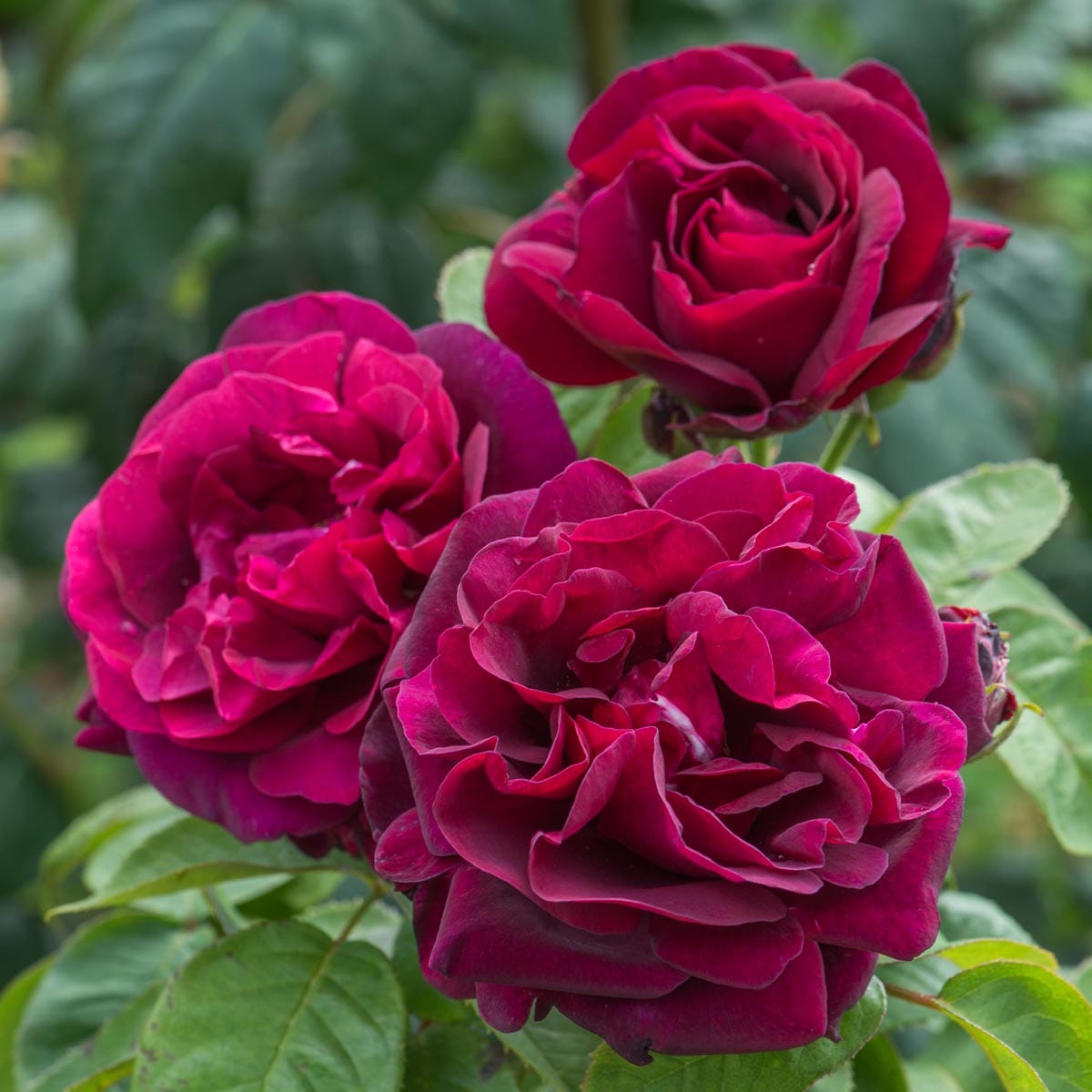 Rose du roi роз дю Руа