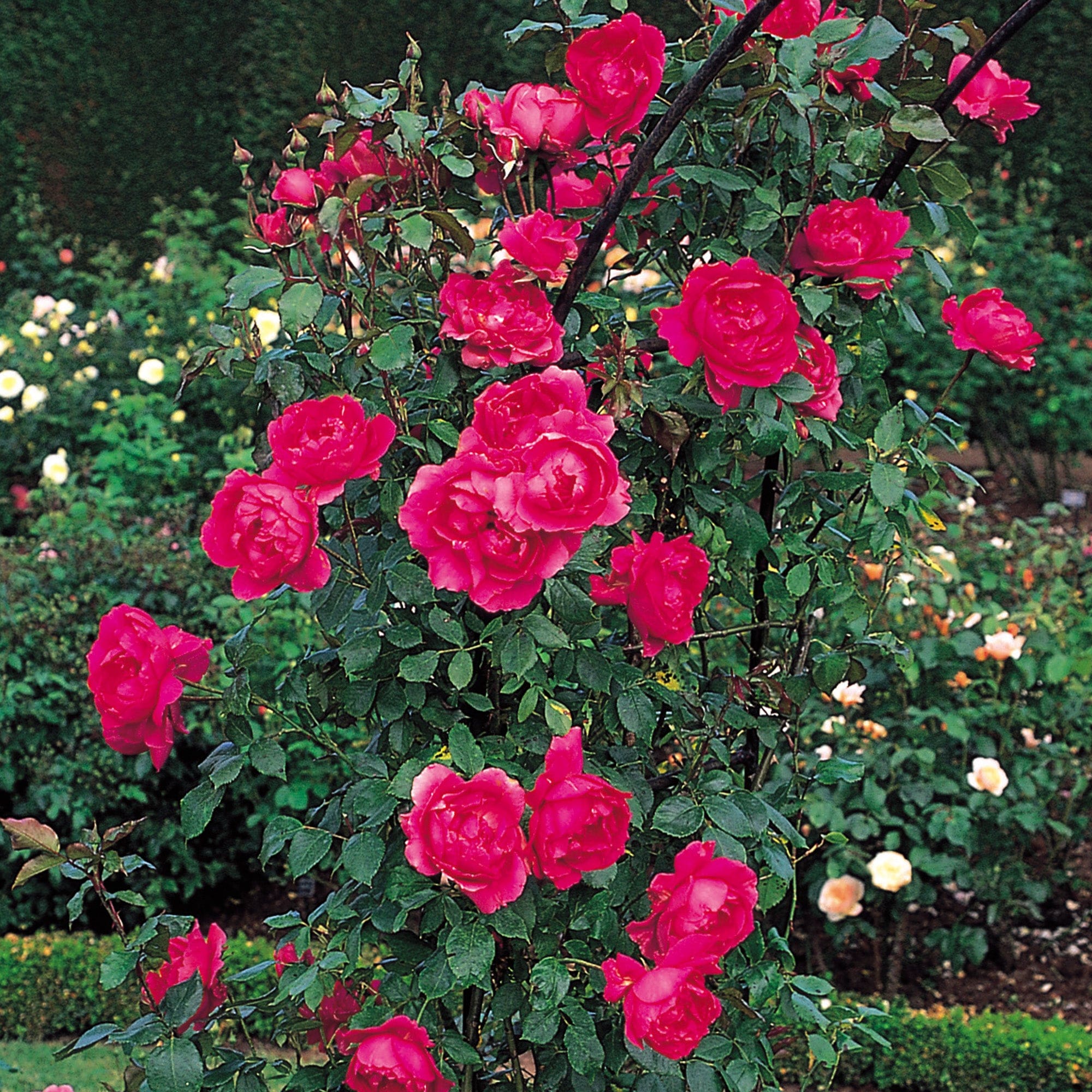 Parade Climbing Rose David Austin Roses