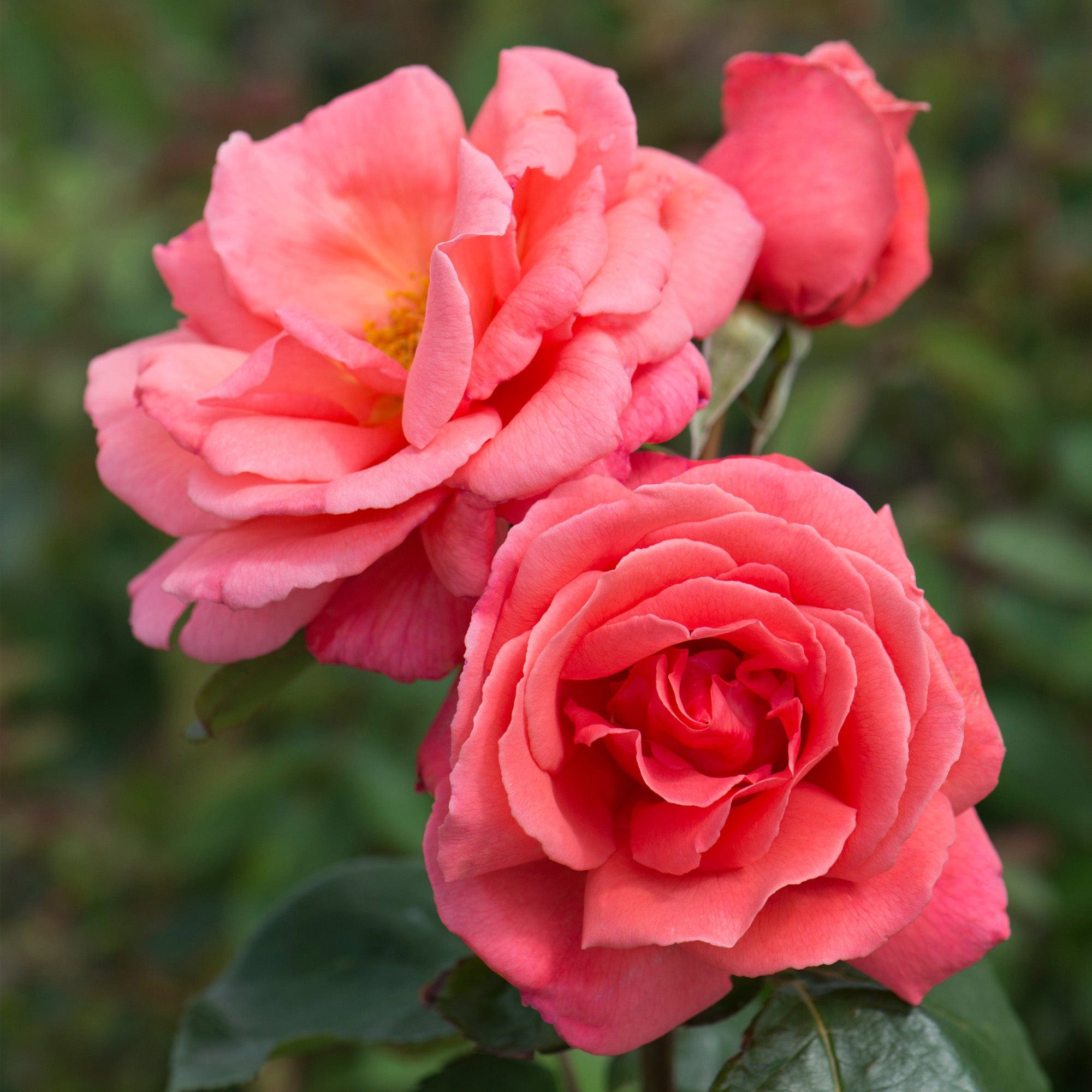 Роза Салмон Salmon шраб