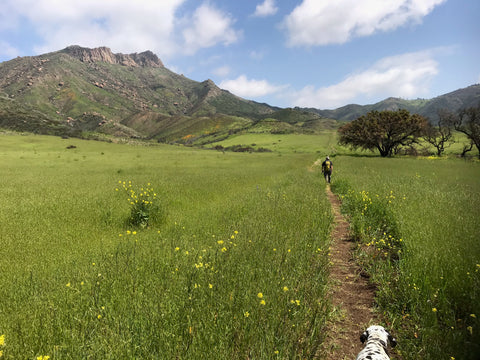 Rescue Dalmatians on Malibu Hike