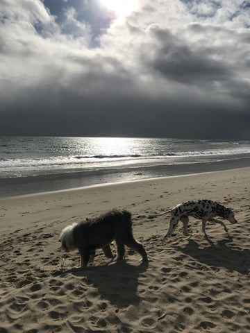 Malibu Dog Friendly Beautiful Beaches