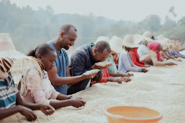 konga, gewaschener kaffee aus Äthiopien trocknet in der Sonne und wird von farmern sortiert. 