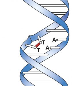 ADN dañado - Dímeros de timina