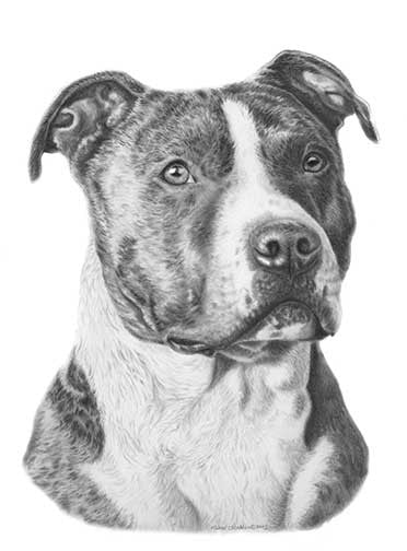 American Staffordshire Terrier Pencil Print – Michael Steddum