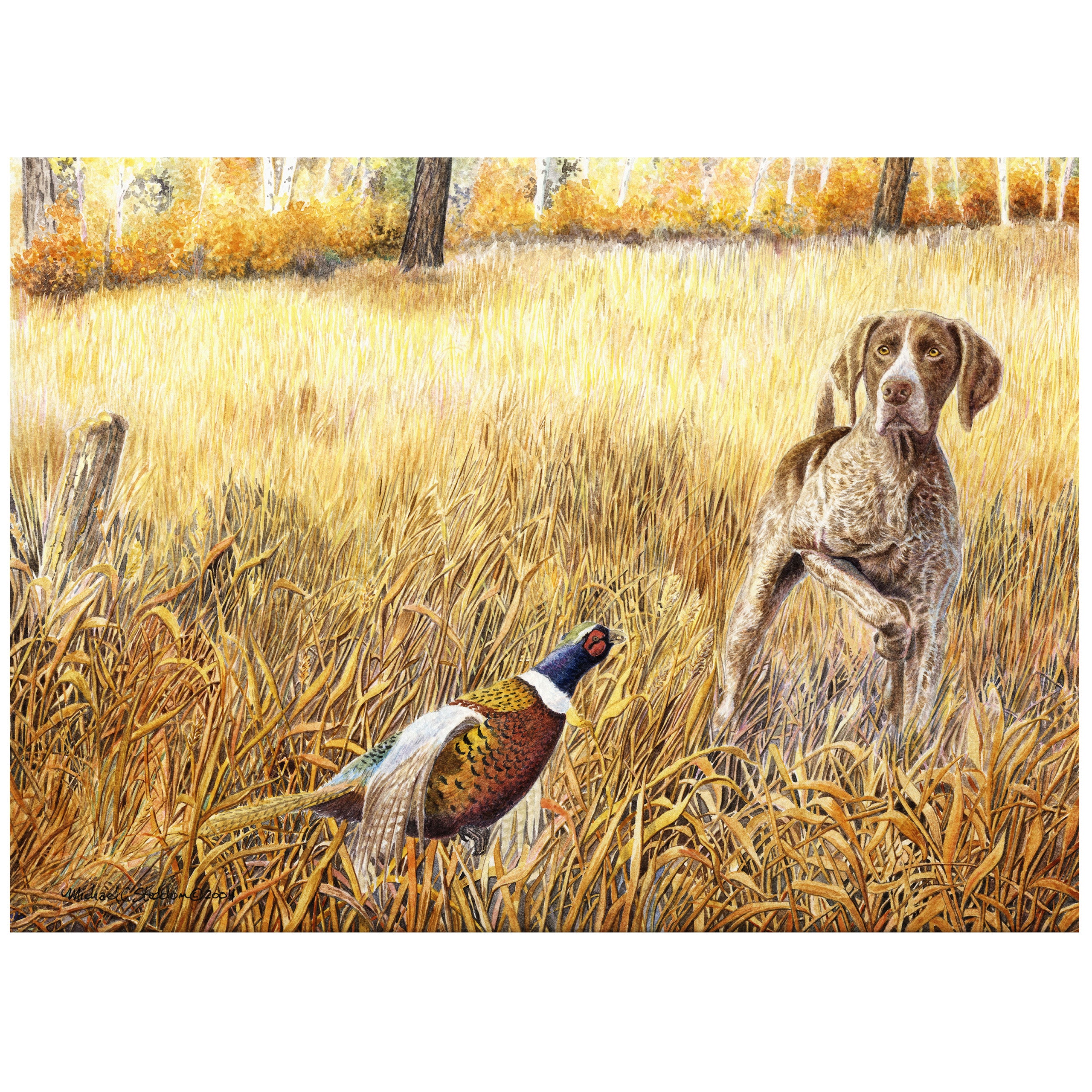 german wirehaired pointer pointing