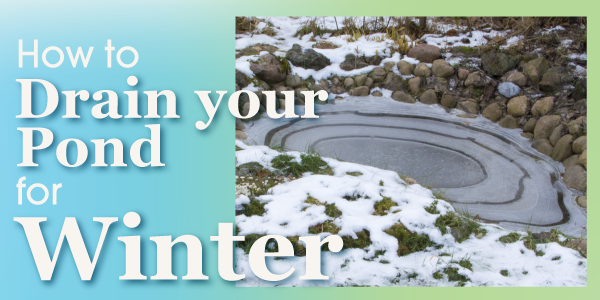 How to Drain Your Pond for Winter