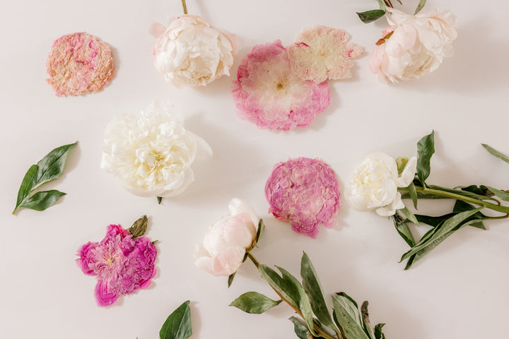 Fresh and pressed pink and white peonies