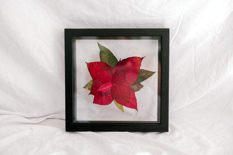 December Birth Flower frame - Poinsettia