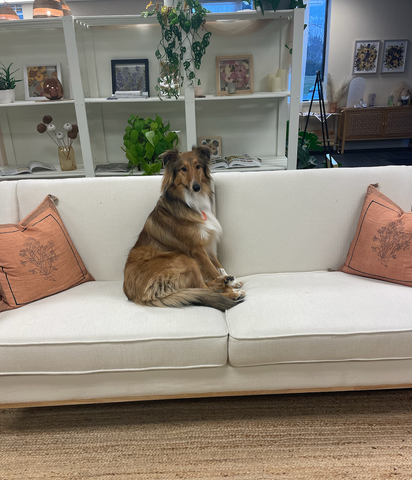 Nikole's pup, Mango, sitting on the couch at the shop.