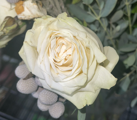 Ivory rose
