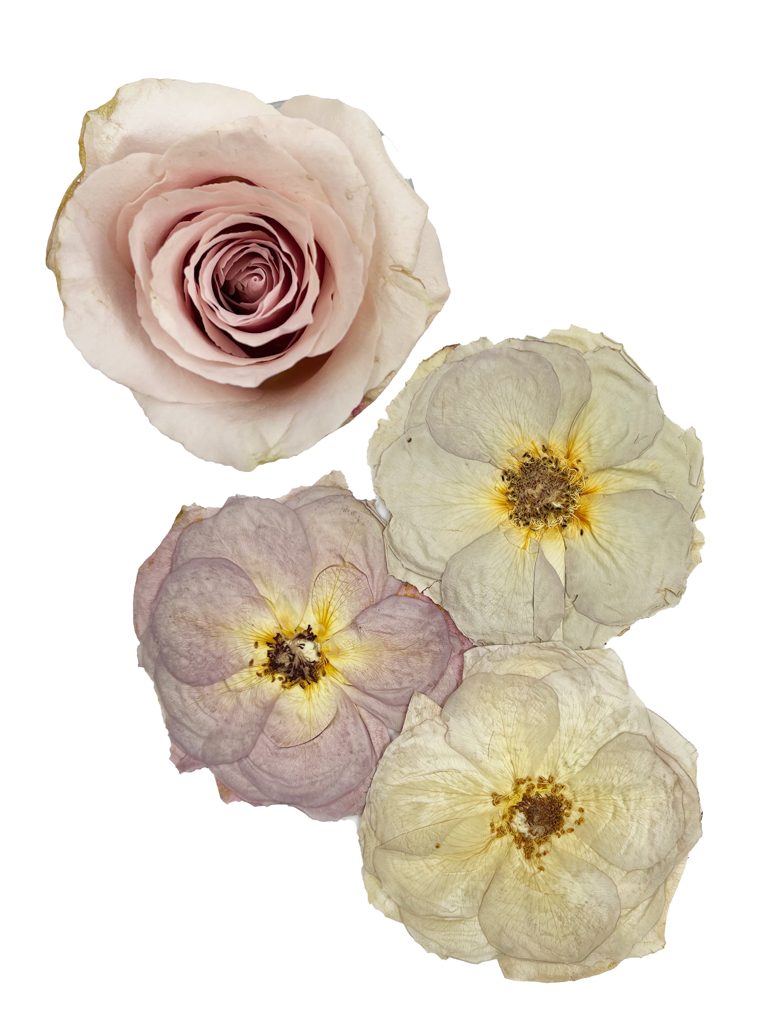 Quicksand roses as a fresh flower and as three pressed versions, showing off the difference in color change, against a white background.