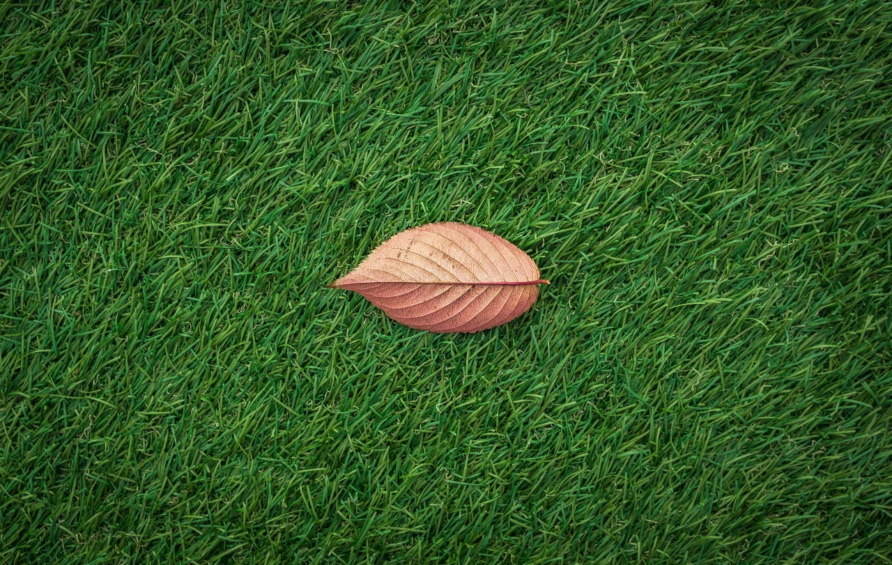 grassy surface with brown leaf in the middle