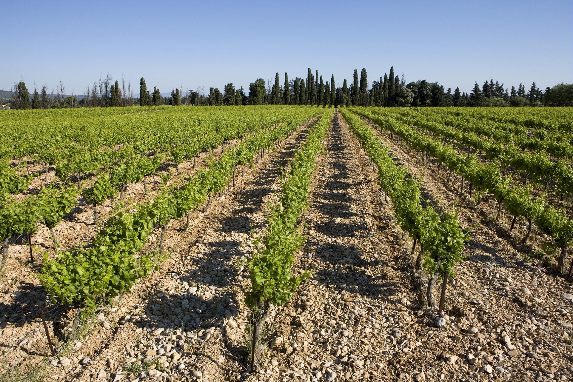 Winemaker - Domaine Grand Veneur