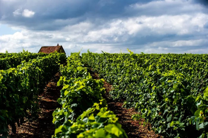 Winemaker - Domaine Regis Jouan