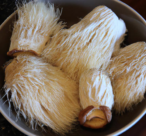 diy mushroom decoctions lions mane in gray bowl - Culinary Solvent