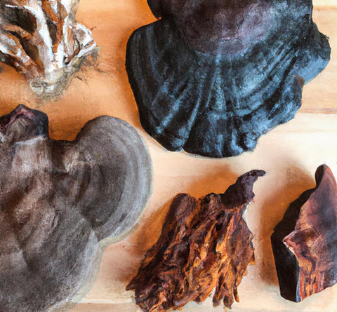 diy mushroom decoctions chaga reishi mushrooms scattered on table - Culinary Solvent