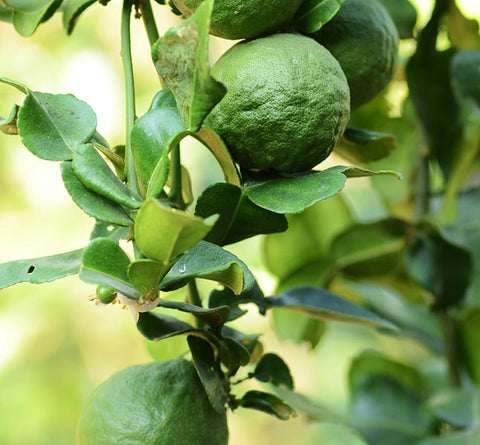 kaffir limes branches leaves - Culinary Solvent