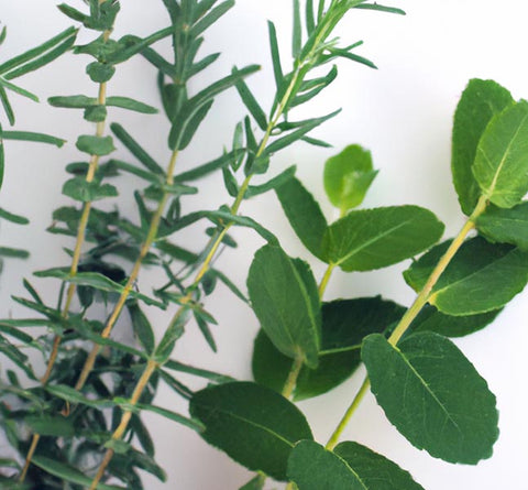 diy perfumers peppermint rosemary on white background - Culinary Solvent